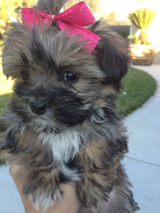 Shih Tzu femela disponibila