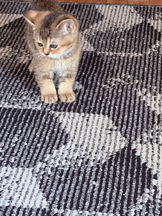 Коцята 2 ойлик 3 та бор