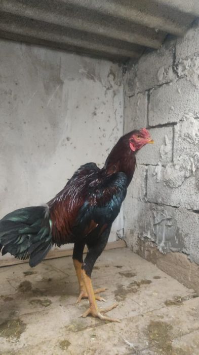 Дакан кораз тауык