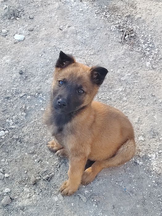 Малинуа кучук сотилоди аркак икки ойлик