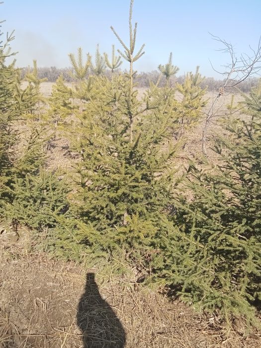 Пихта разных размеров