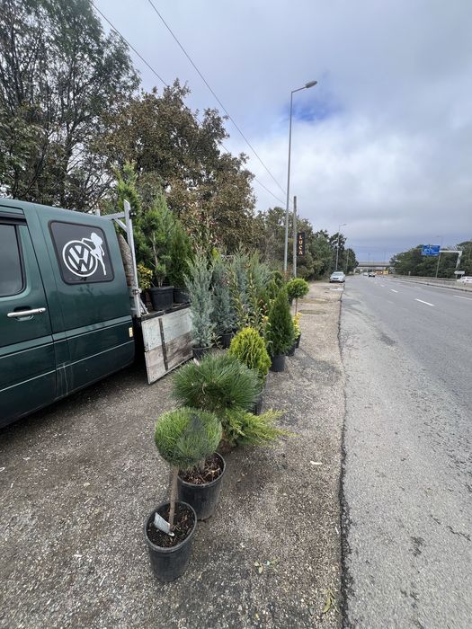 Plante ornamentale de orice specie la pret minim garantat