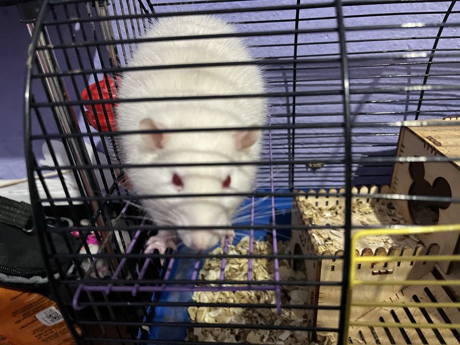 Крыса,мальчик ,очень срочно