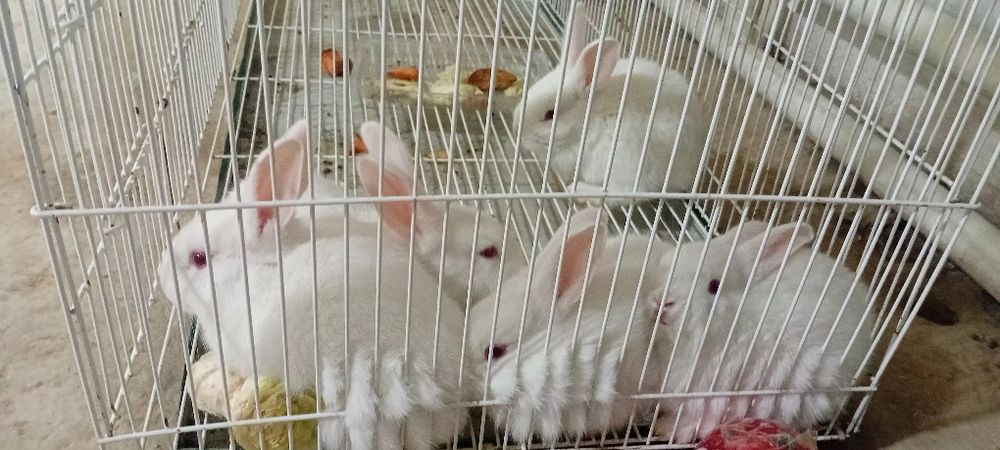 Quyon. Quyon bollari blan