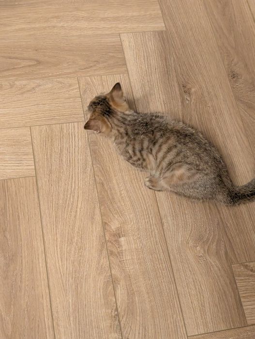Отдам котенка в хорошие руки