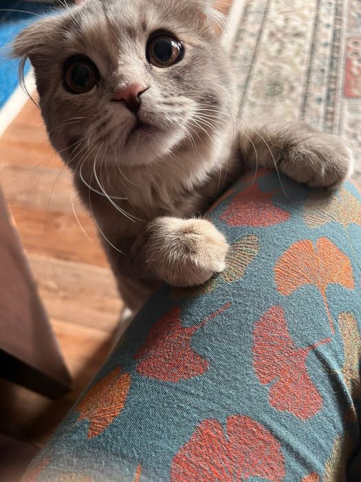 Котенок котенок котенок