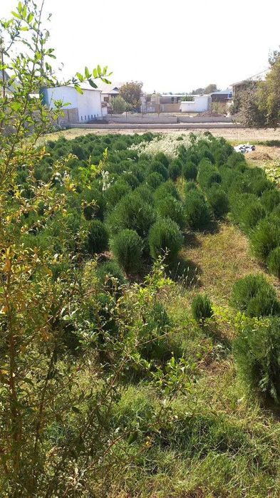 Туя навли арчалар