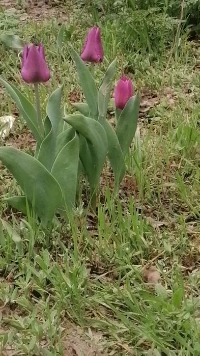 Луковицы тюльпанов