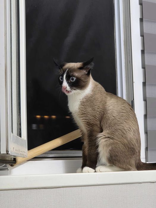 Отдам кота Сноушу