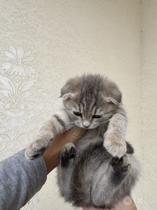 Mushuk bolasi scottish fold