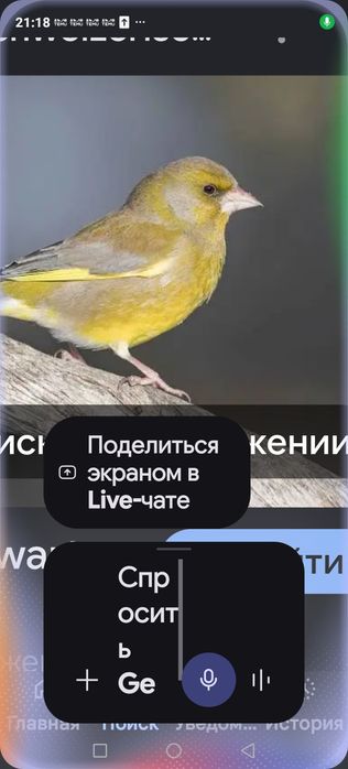 Продам птицу певчую