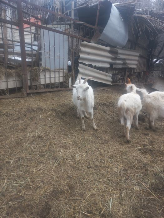 Козы зааненские.