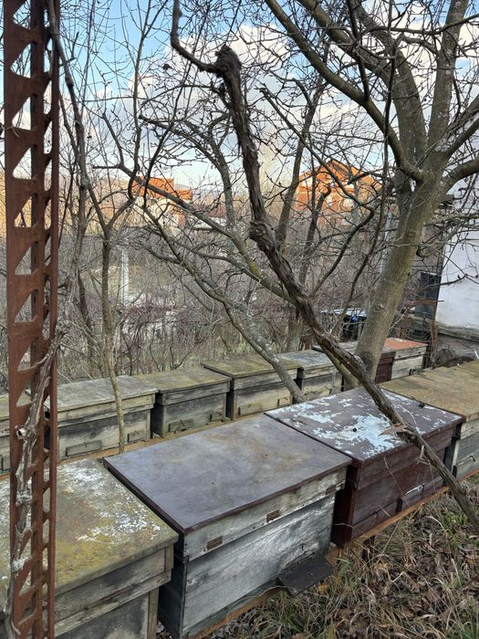 Stupi albine de vanzare