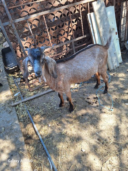 Vând țapi anglo danubieni