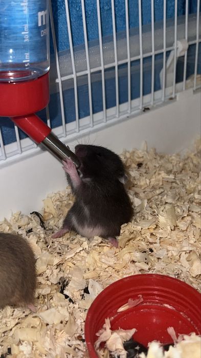 Сирийские хомячки