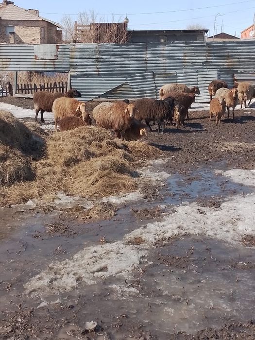 Продаётся бараны оптом