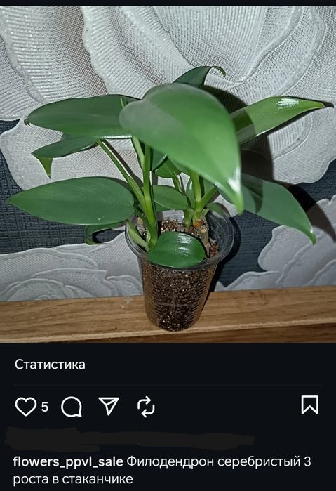 Филодендрон, бегония