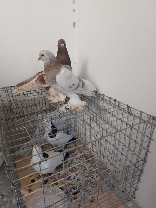 Кептер Құс Голуби