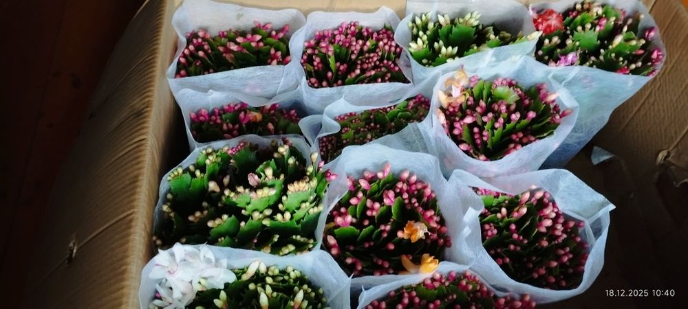 Спатифилум сенсация гигант