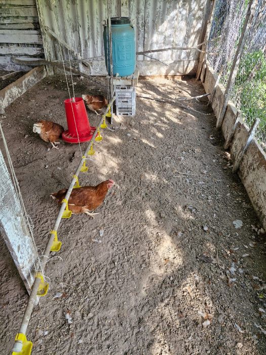 Продам кур Ломан браун