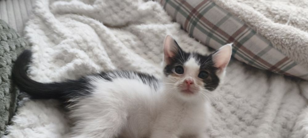 Подарява се уникално женско котенце