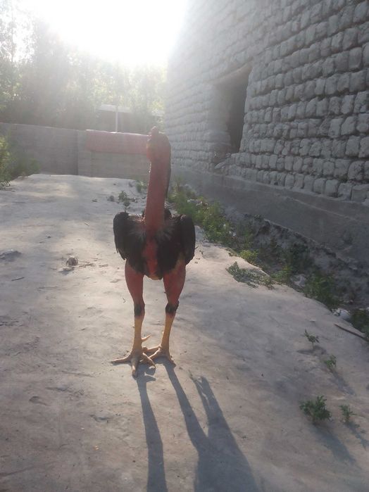 Дакан хуроз уйинга тайер