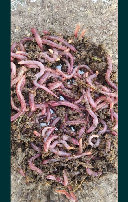 Черви для рыбалки