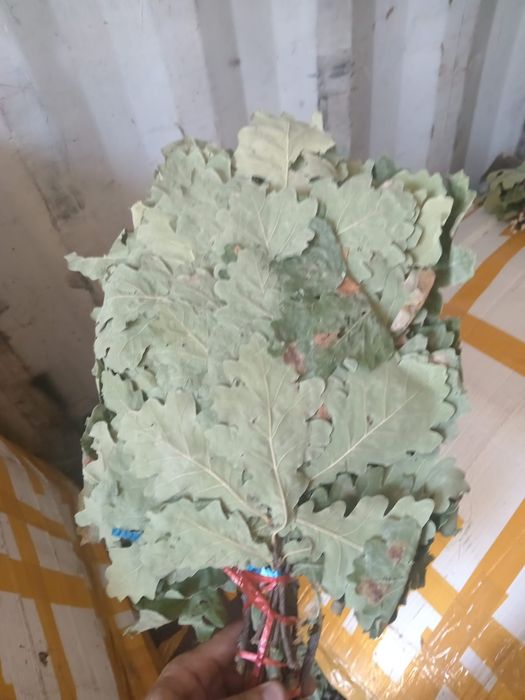 Дубовый веник стандарт