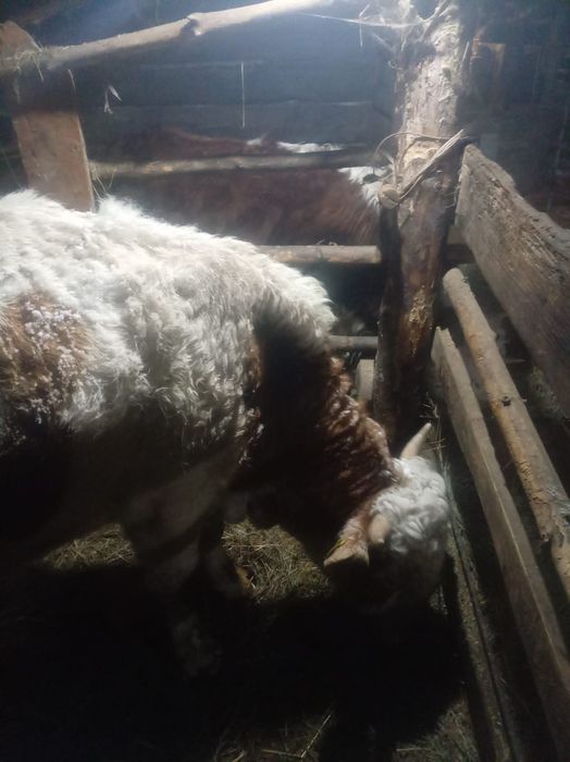 Продам бык продам бык