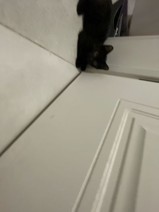 Отдам котика бесплатно