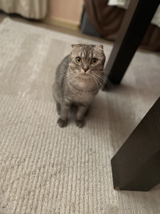 Предлагаю серо-серебристых табби