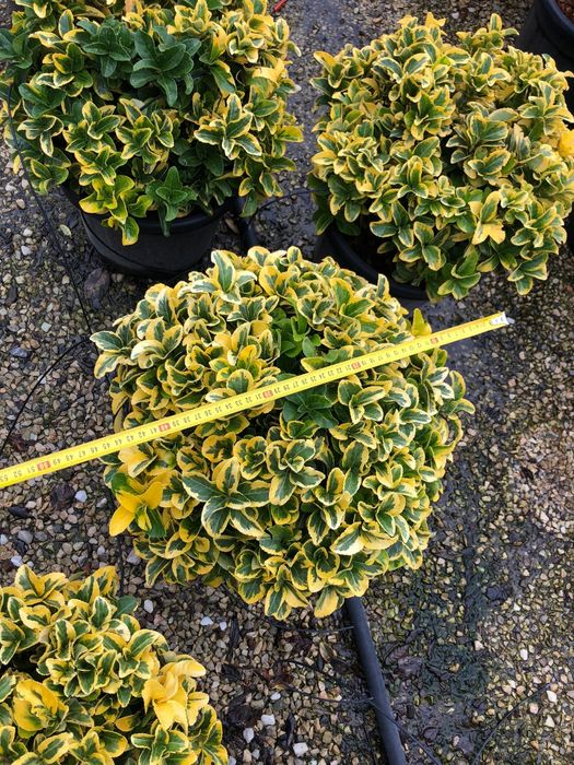 Eunomius evonimus glob