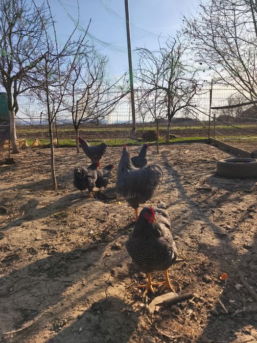 Ouă pt. incubat rasa Playmouth Rock