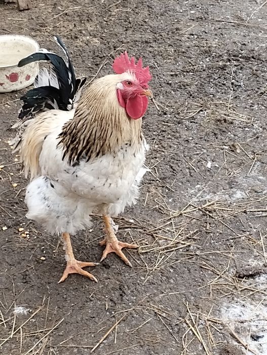 Cocoș de anul trecut 120 de lei