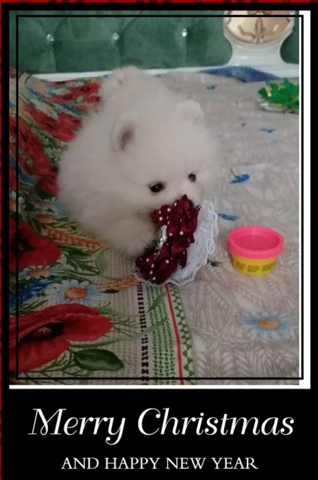 Померанский шпиц