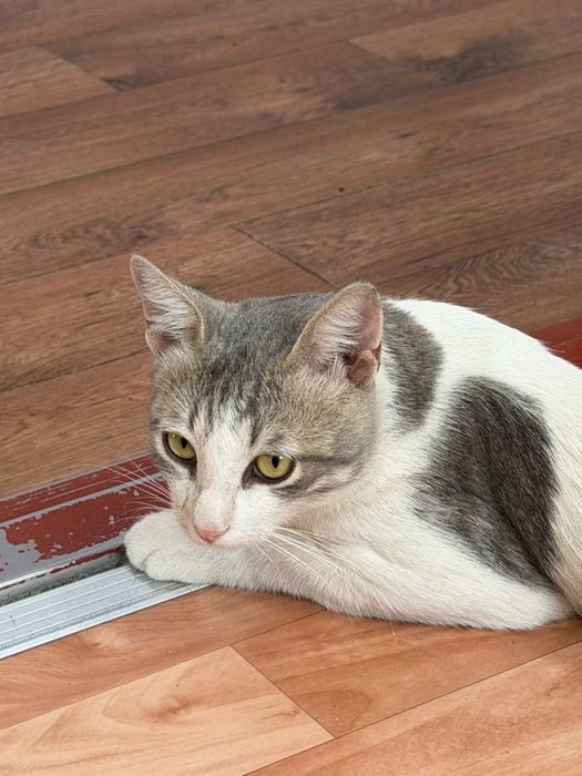 Спасите котика пожалуйста