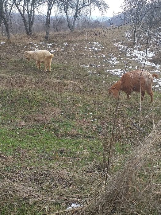 Vând capre gestante,de lapte