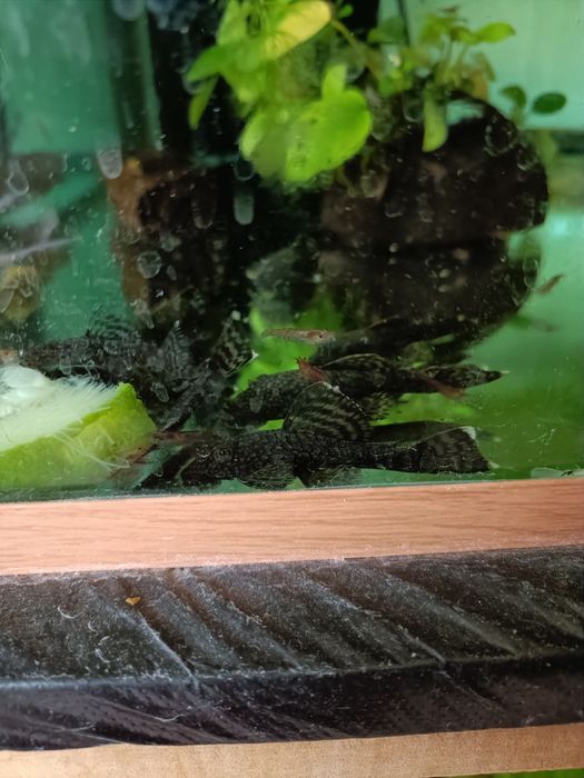 Сомики анциструсы 5 см. Самцы.