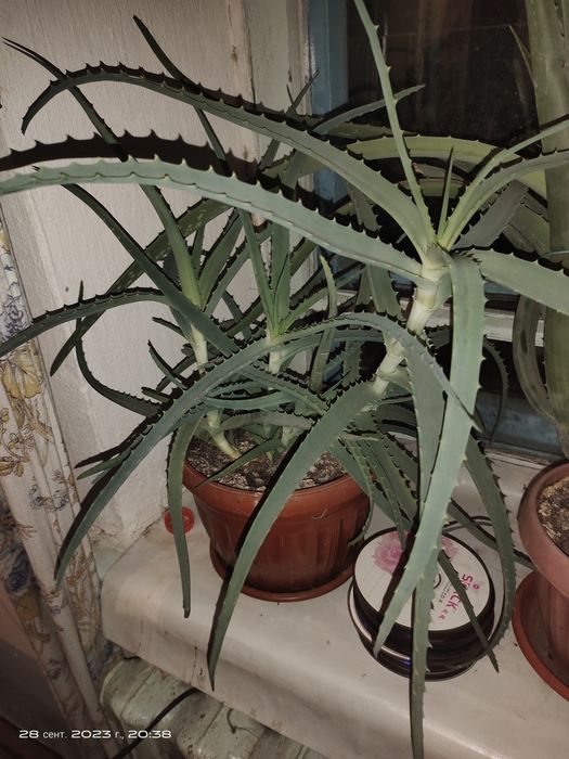 Продам лечебные цветы