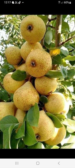 Pomii Fructiferi Altoiți Clasici si Columnari anul 3 de vegetație