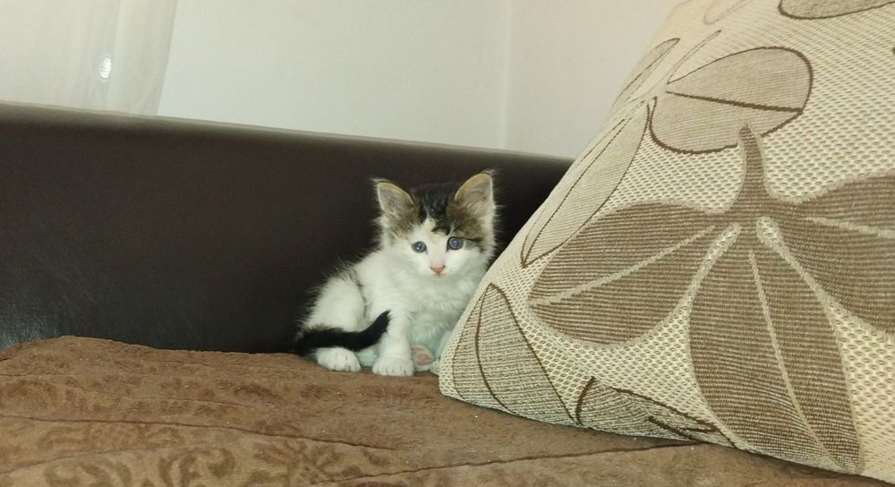 Подарявам женско котенце