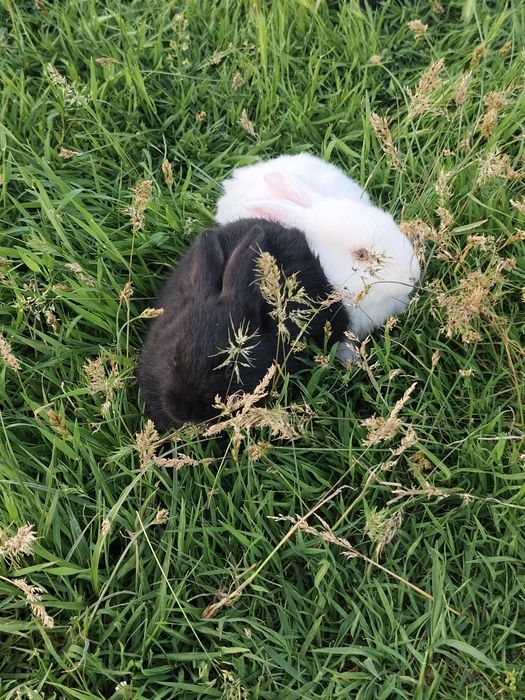 Продается кролики