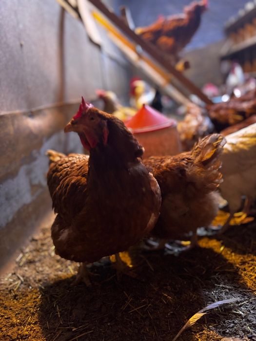 Продам курей несушек