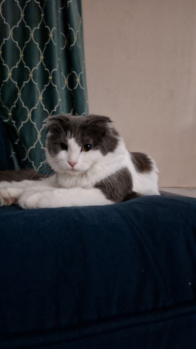 Отдам в хорошие заботливые руки!Кошка. К лотку приучен