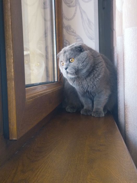 Приглашает на вязку "Мурка"