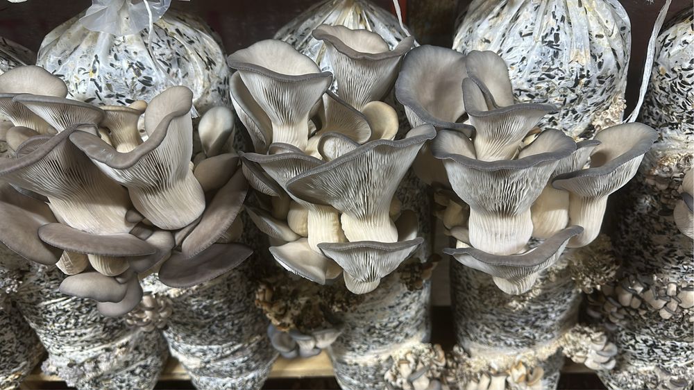 Грибы Вешиньки .