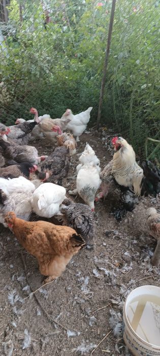 Продам кур домашних