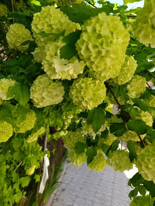 Бульдонеж. Белый шар.