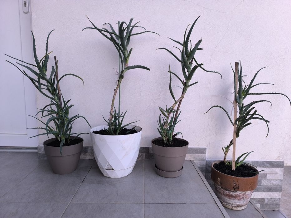 Plantă Aloe Vera arborescens