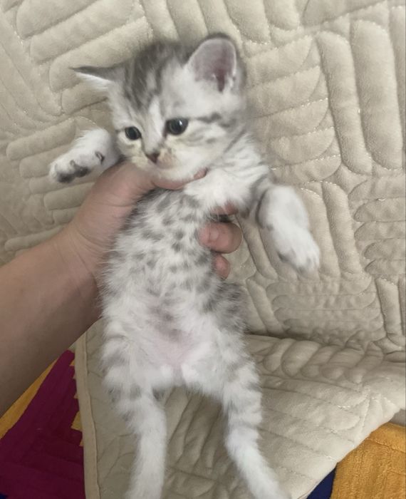 Котята пародистые